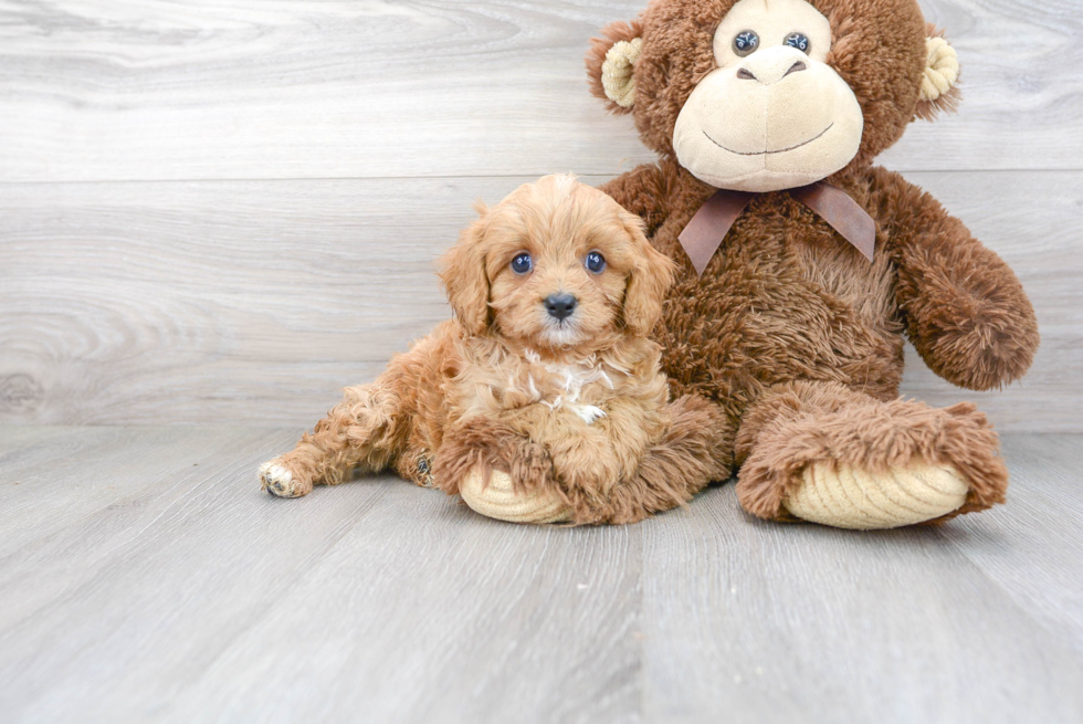 Sweet Cavapoo Baby