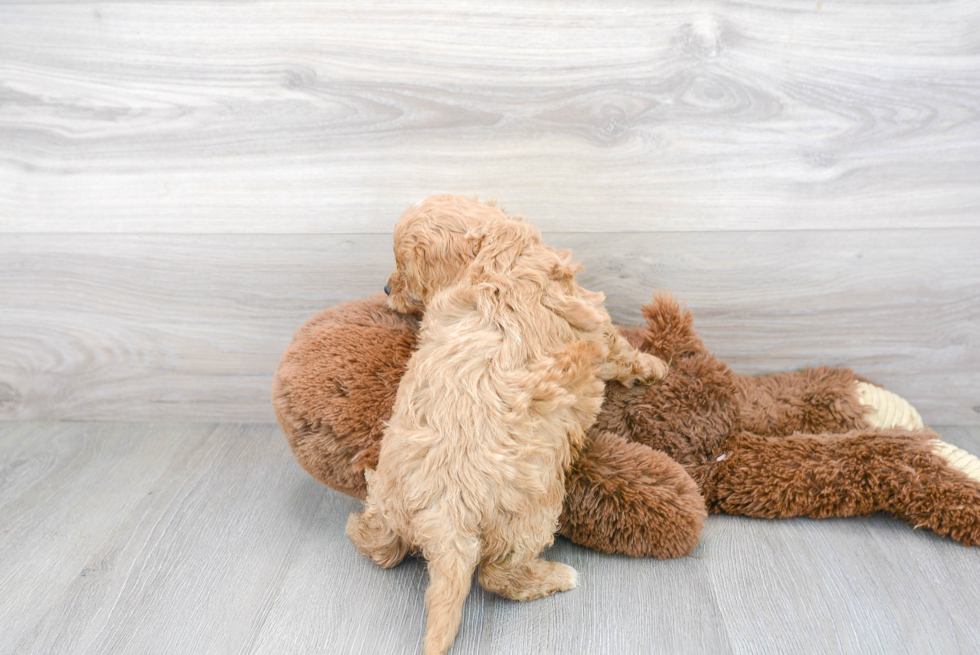 Petite Cavapoo Poodle Mix Pup