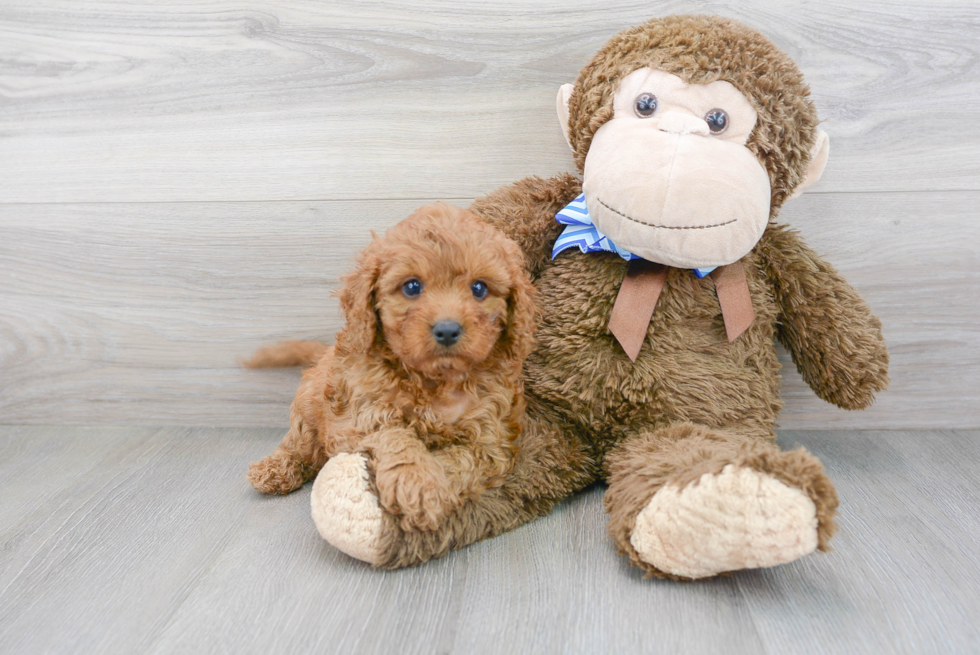 Small Cavapoo Baby