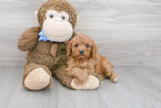 Adorable Cavoodle Poodle Mix Puppy