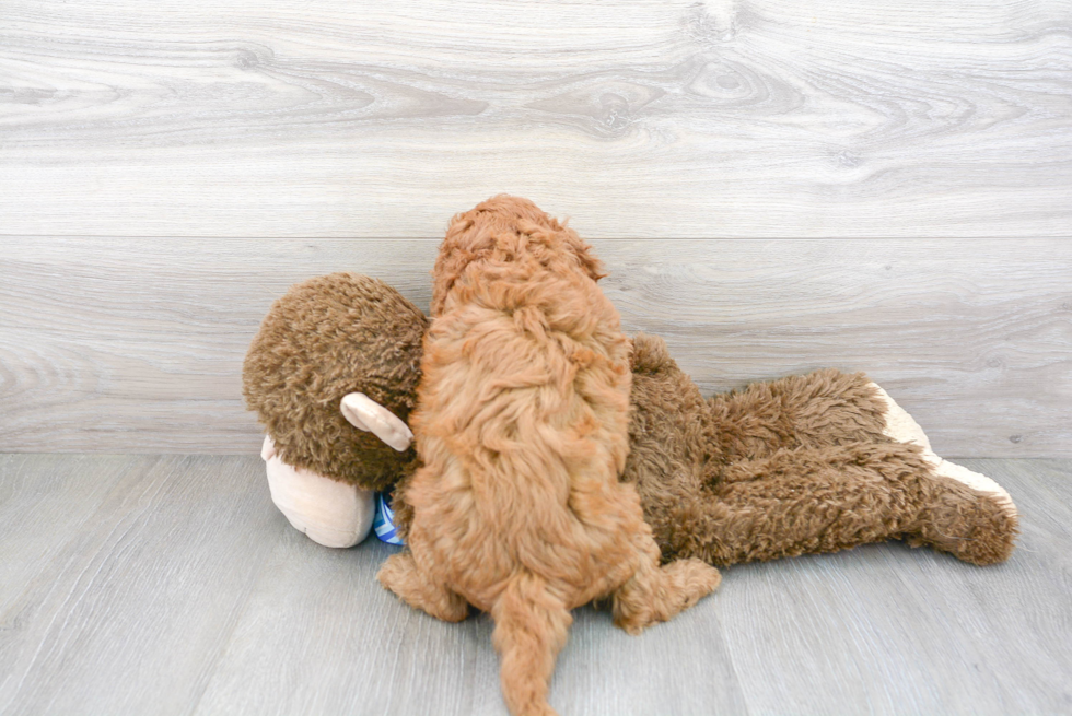 Fluffy Cavapoo Poodle Mix Pup