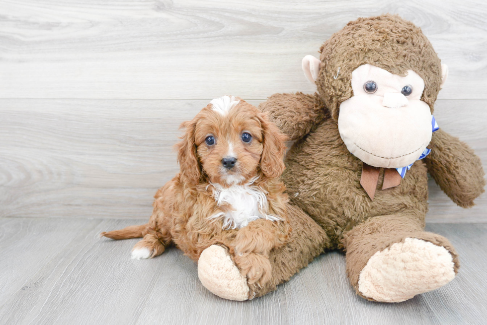 Best Cavapoo Baby