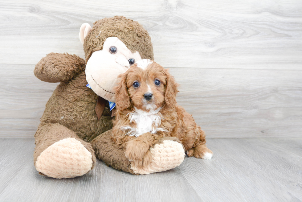 Energetic Cavoodle Poodle Mix Puppy