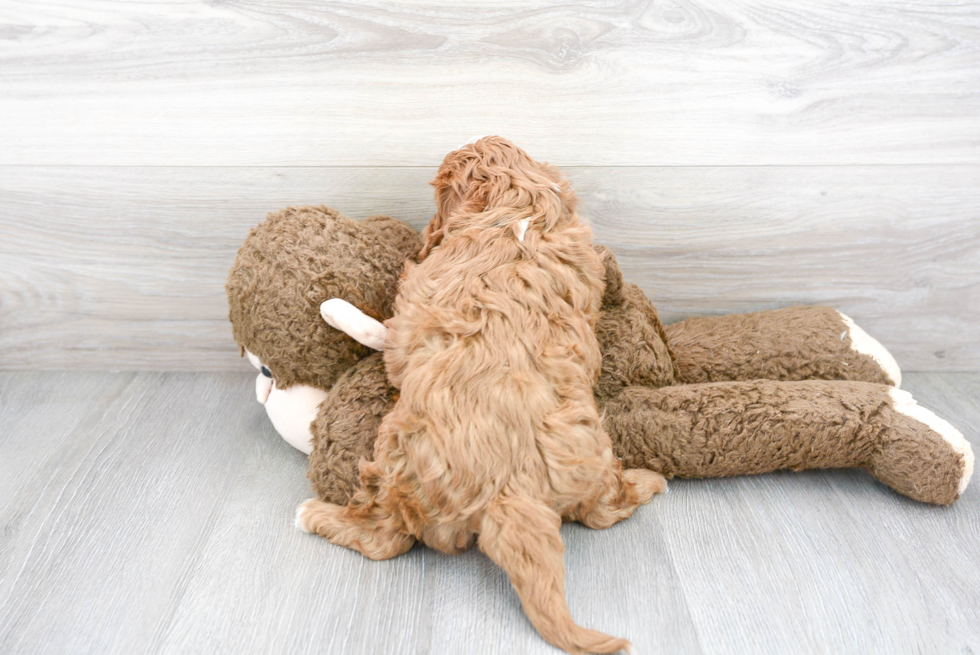 Fluffy Cavapoo Poodle Mix Pup