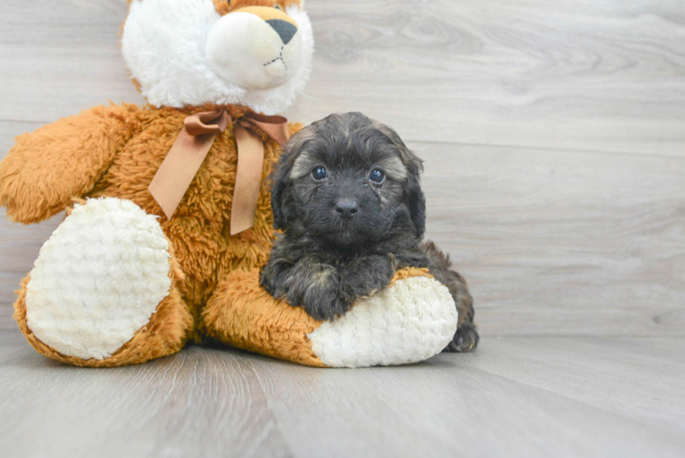 Cavapoo Puppy for Adoption