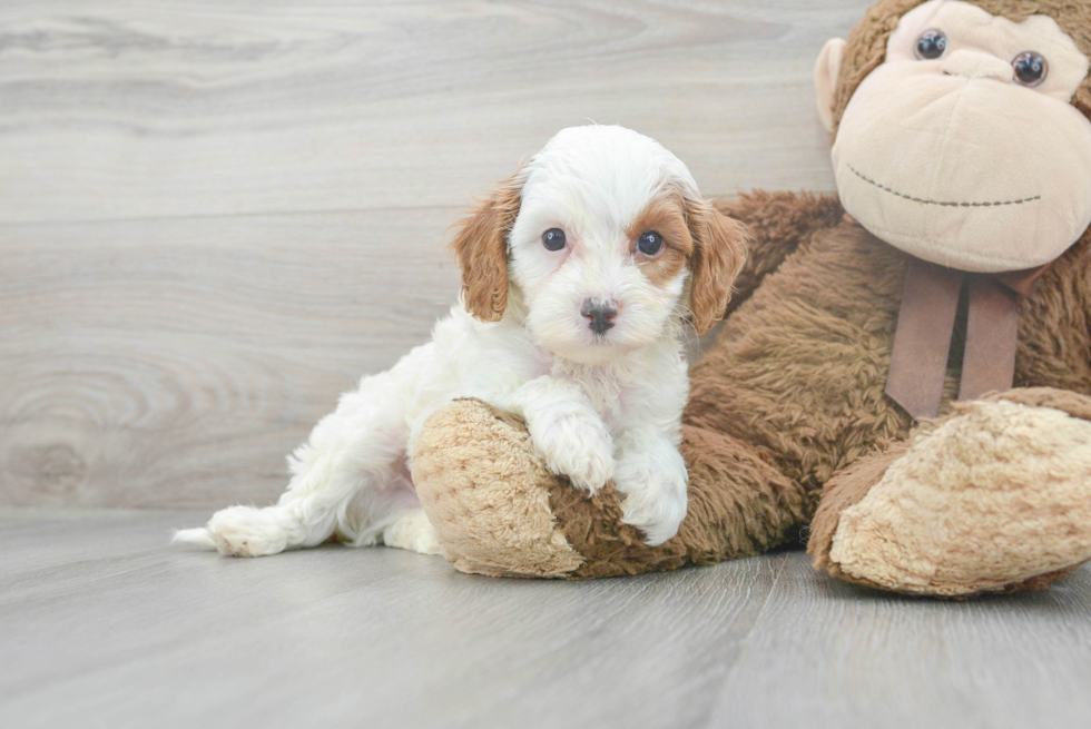 Funny Cavapoo Poodle Mix Pup