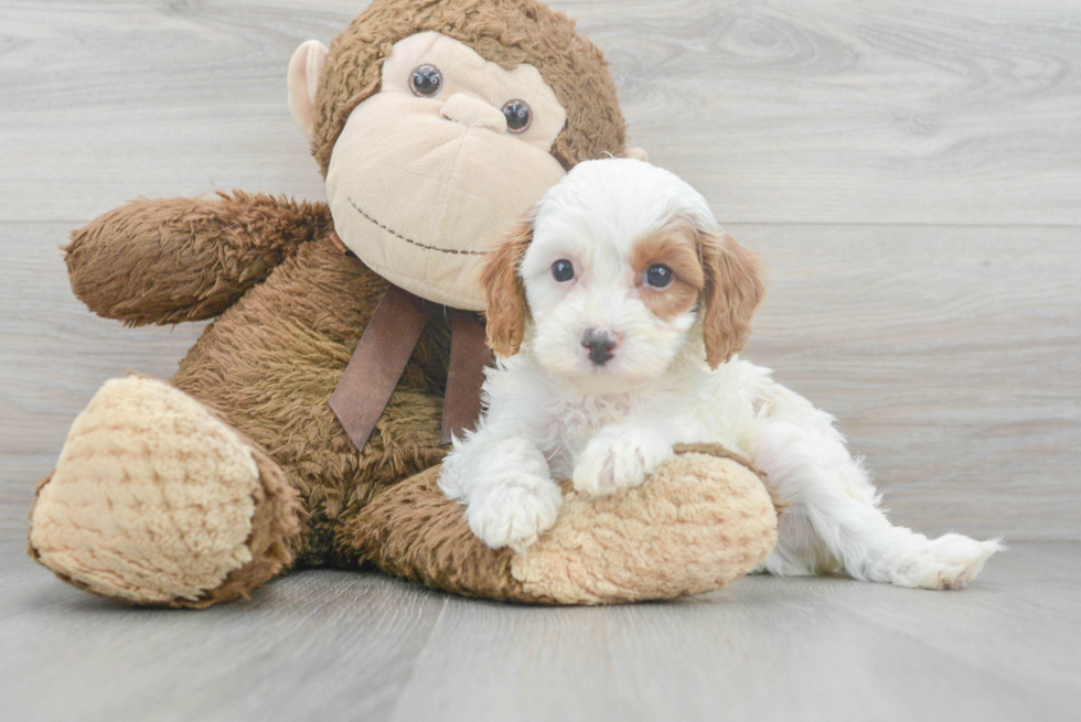 Little Cavoodle Poodle Mix Puppy