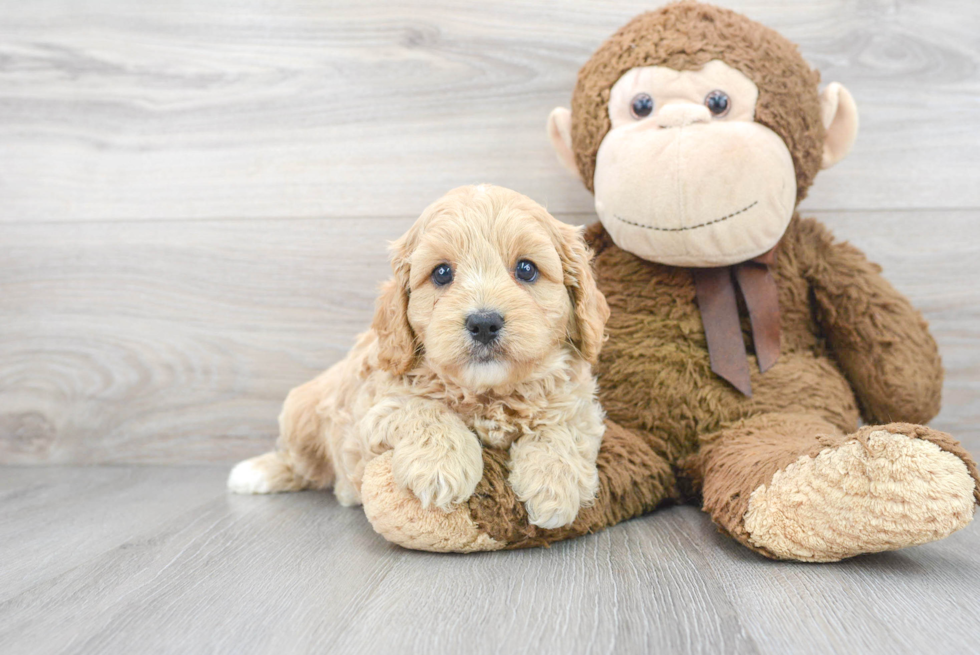 Cavapoo Pup Being Cute