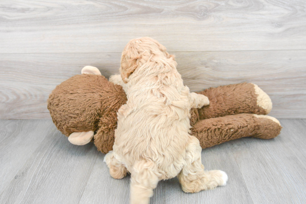 Cavapoo Pup Being Cute