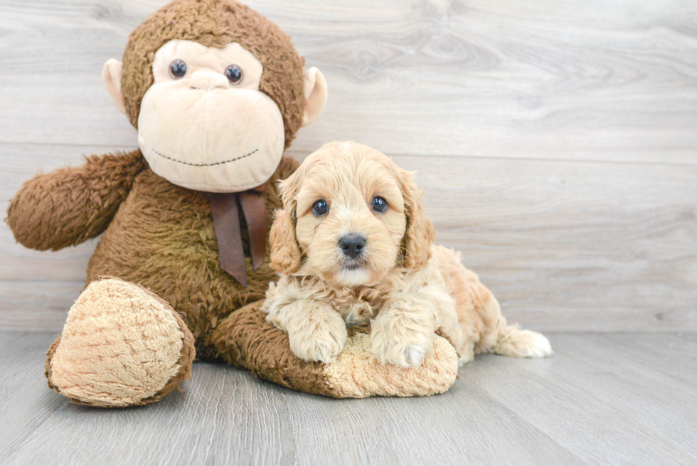 Playful Cavoodle Poodle Mix Puppy