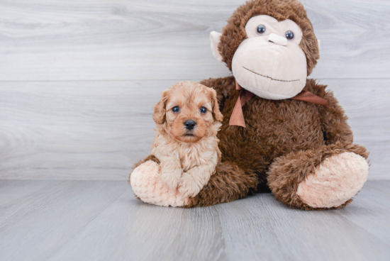 Energetic Cavoodle Poodle Mix Puppy