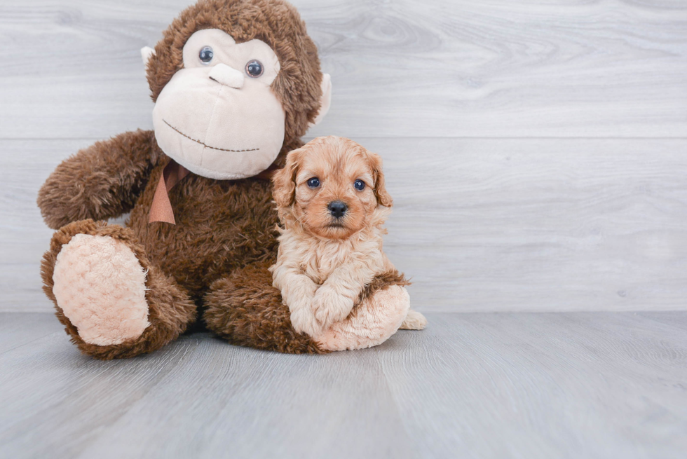 Hypoallergenic Cavoodle Poodle Mix Puppy