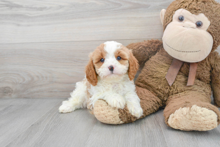 Cavapoo Pup Being Cute