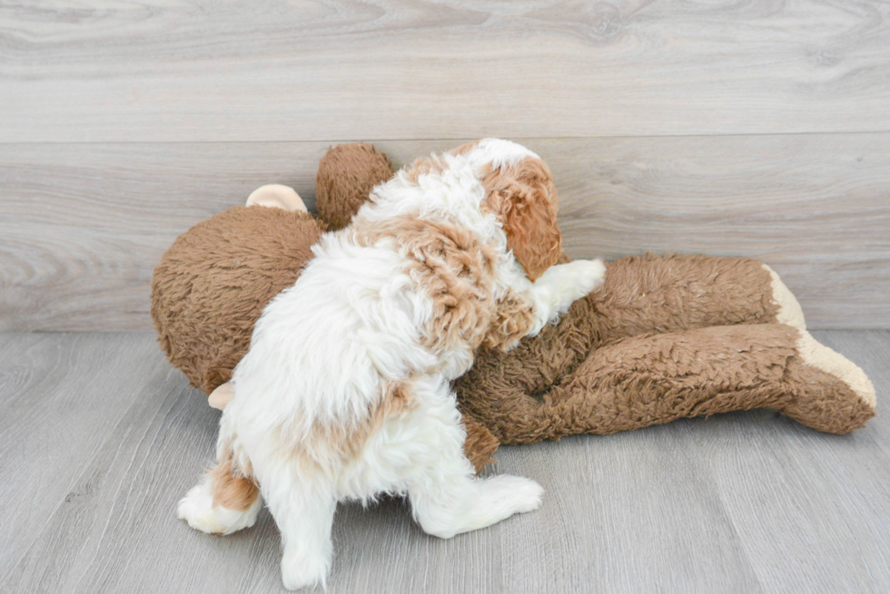 Fluffy Cavapoo Poodle Mix Pup