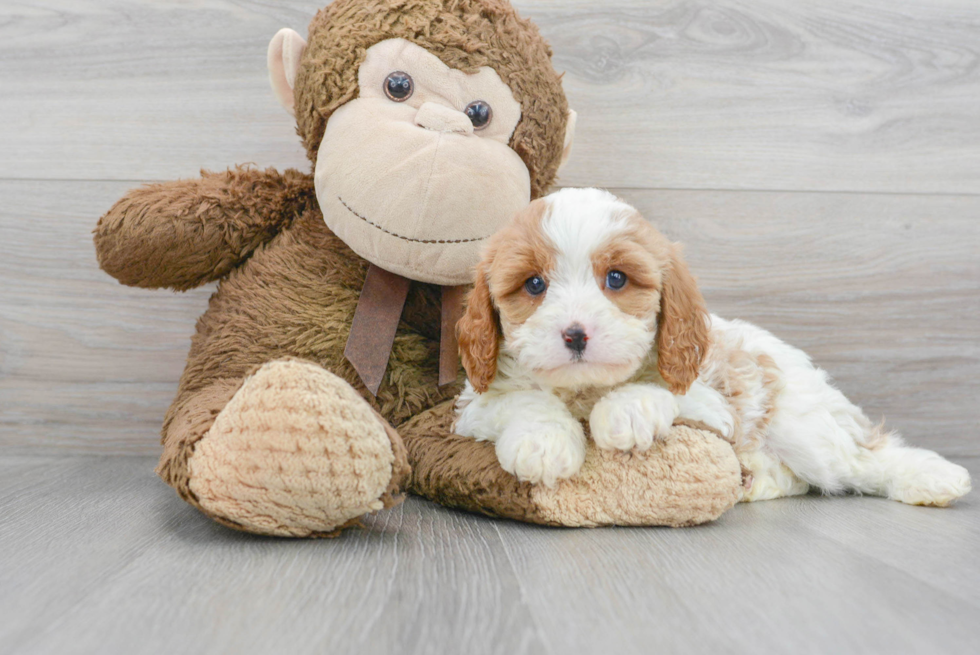 Best Cavapoo Baby