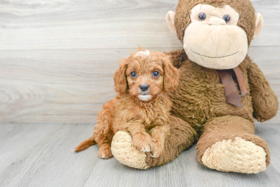 Cavapoo Puppy for Adoption