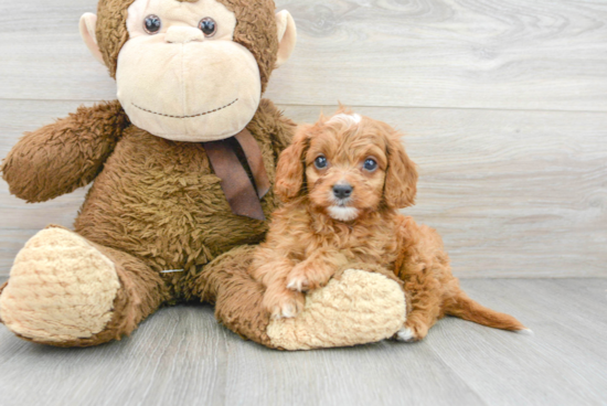 Best Cavapoo Baby