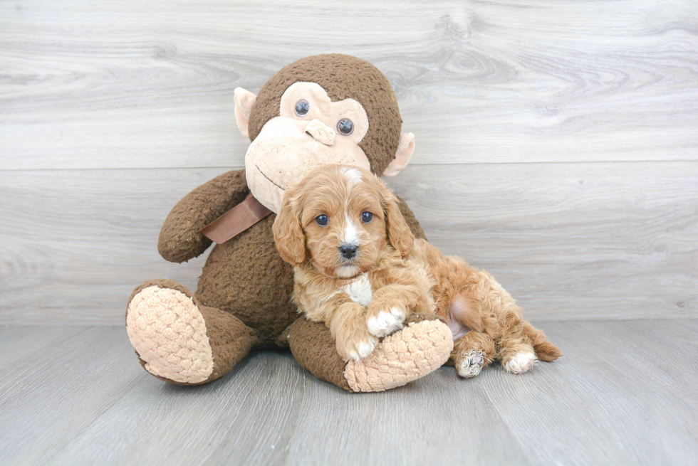 Cavapoo Puppy for Adoption