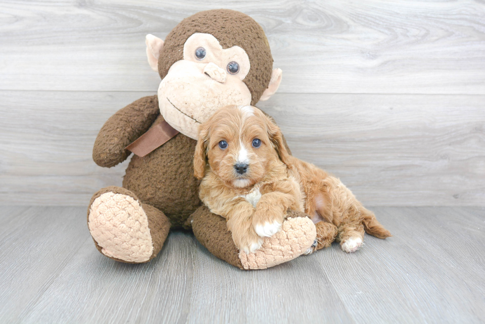 Cavapoo Pup Being Cute