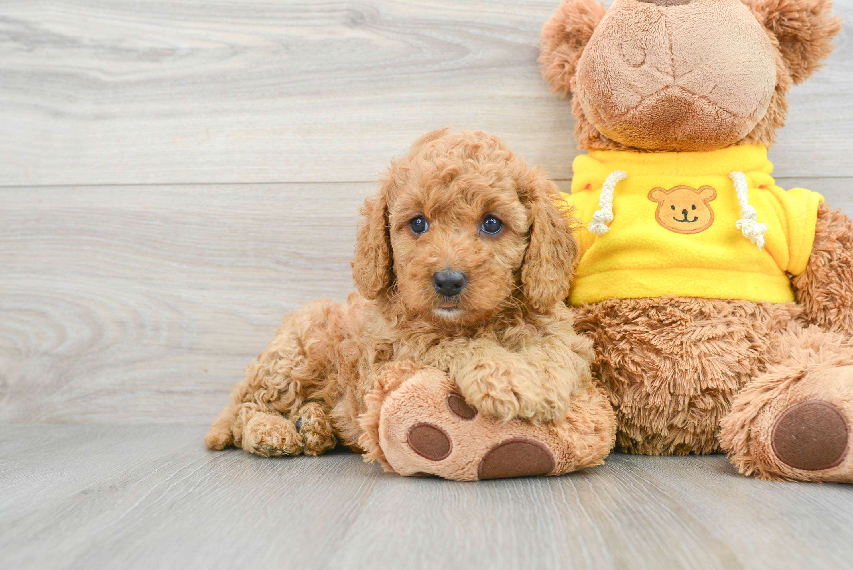 Cavoodle poodle shops cross