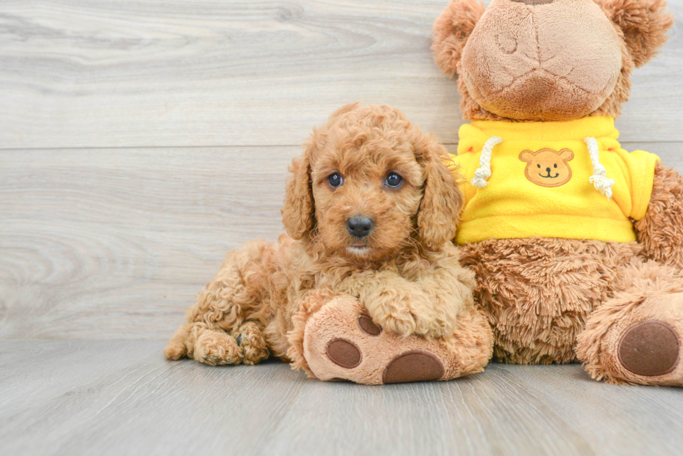 Little Cavoodle Poodle Mix Puppy