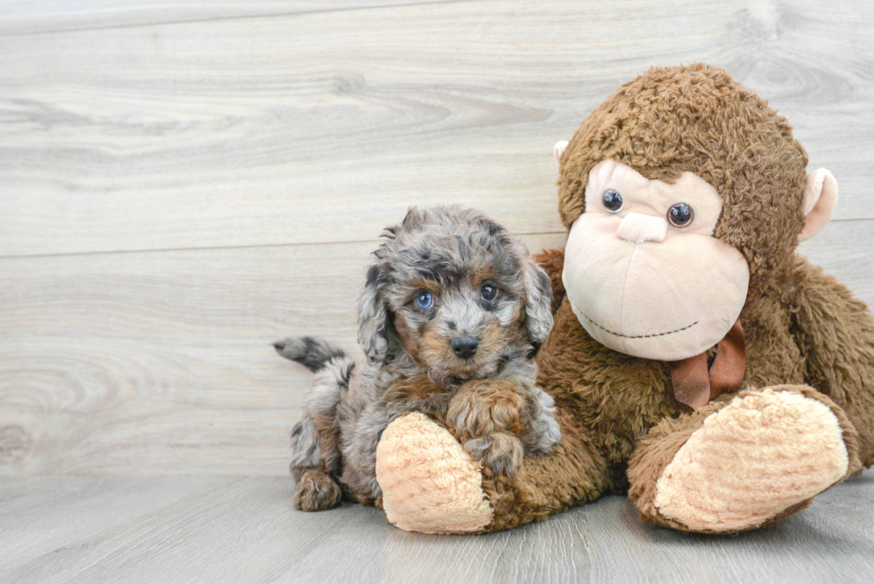 Cavapoo Pup Being Cute