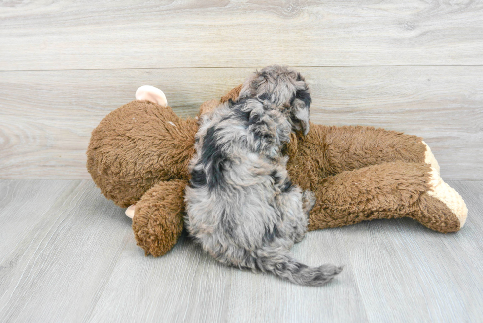 Cavapoo Puppy for Adoption