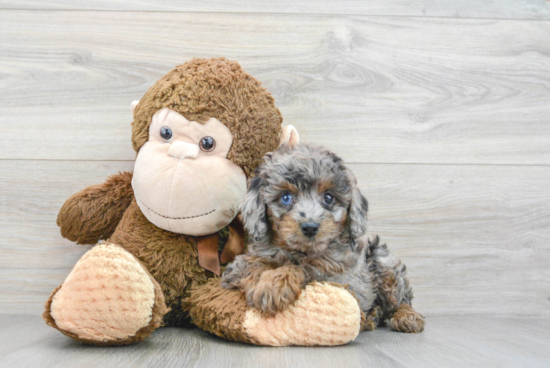 Happy Cavapoo Baby