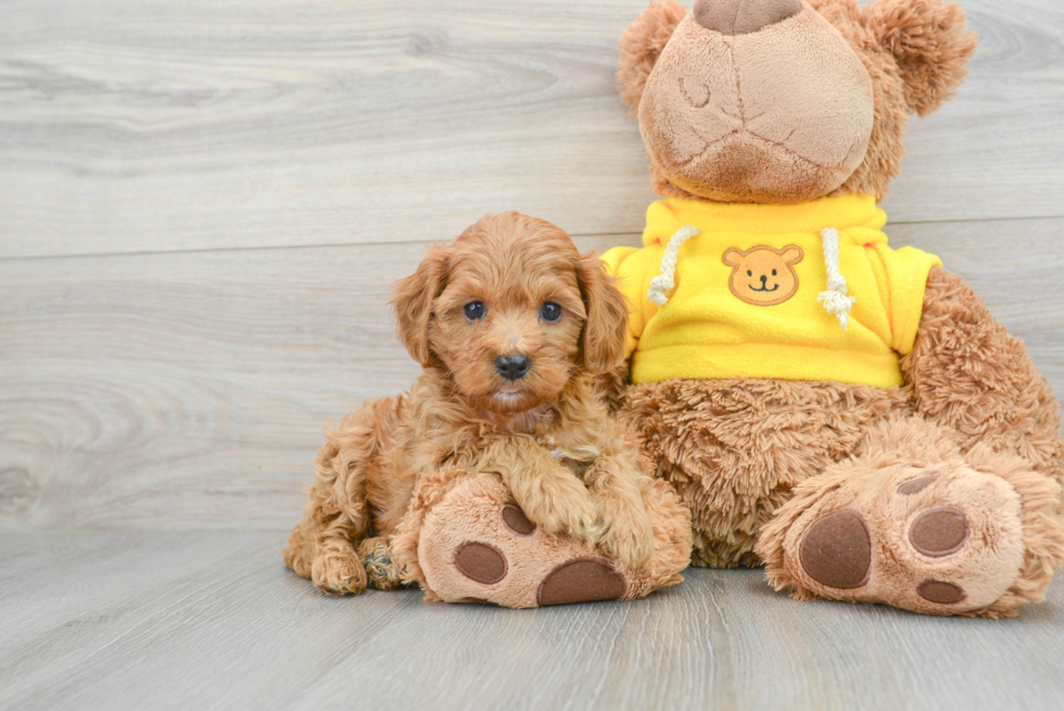 Cavapoo Puppy for Adoption