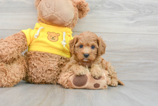 Fluffy Cavapoo Poodle Mix Pup