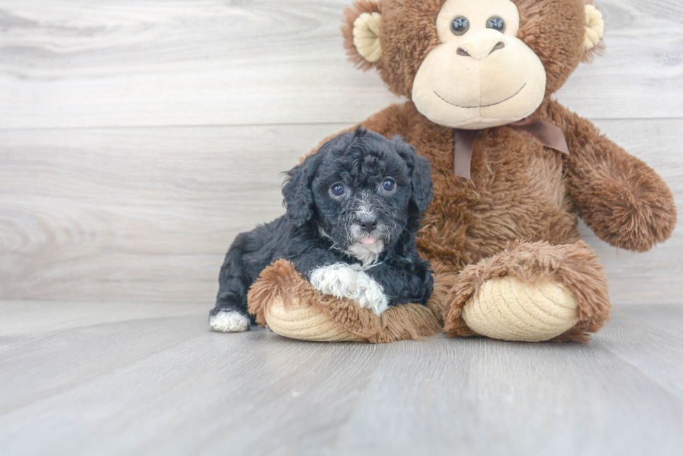 Friendly Cavapoo Baby