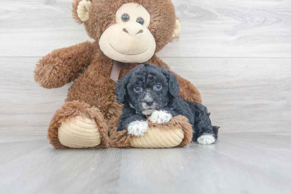 Cavapoo Pup Being Cute