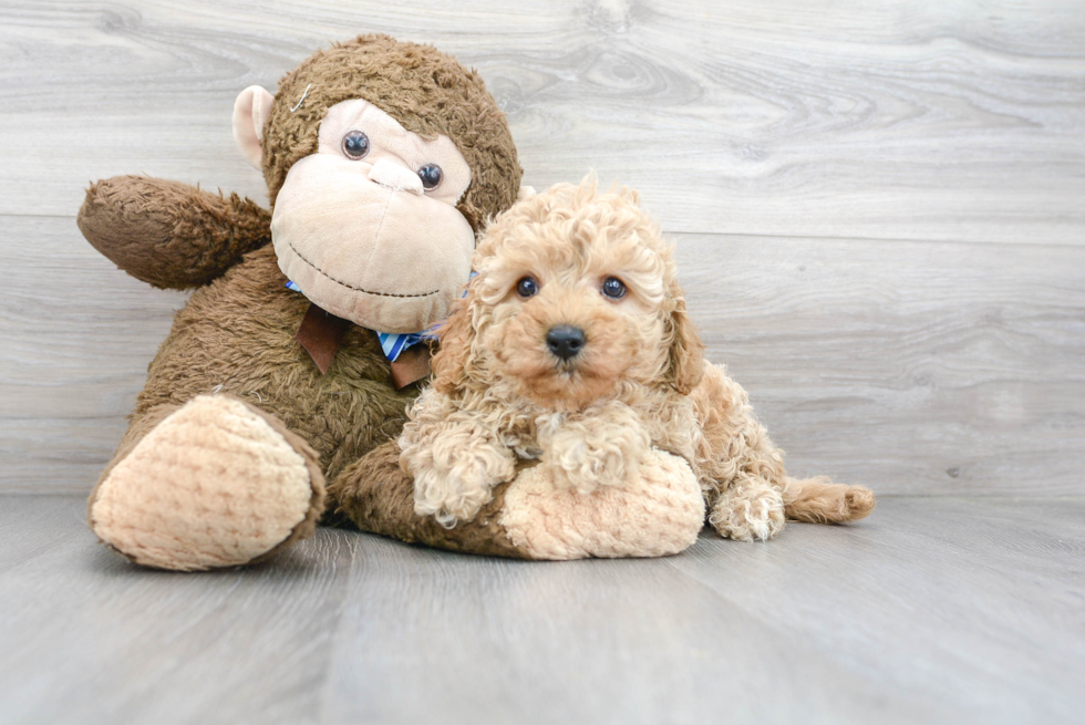 Little Cavoodle Poodle Mix Puppy