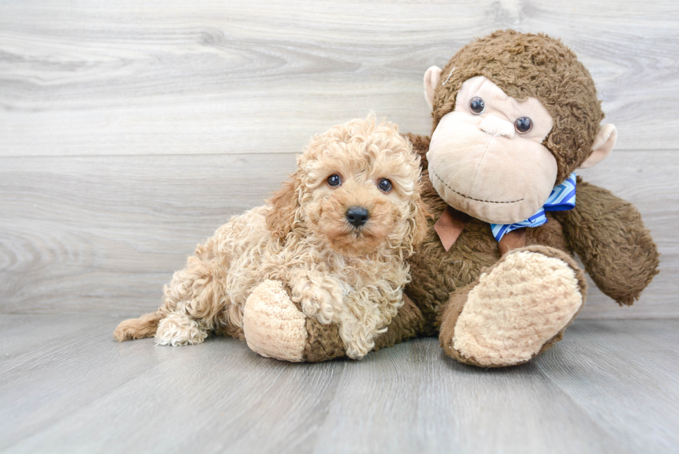 Petite Cavapoo Poodle Mix Pup