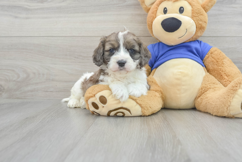 Best Cavapoo Baby