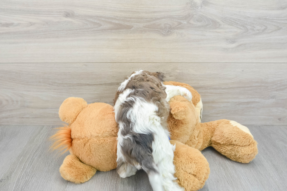 Petite Cavapoo Poodle Mix Pup