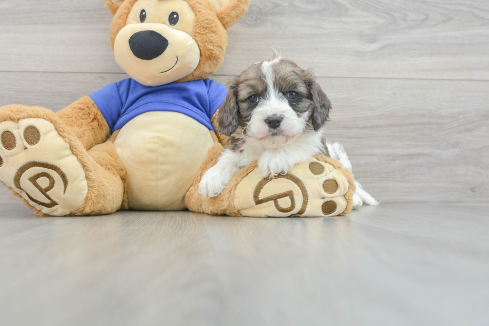 Cavapoo Puppy for Adoption