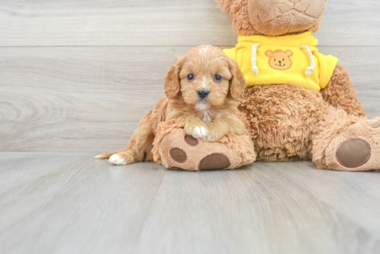 Cavapoo Puppy for Adoption