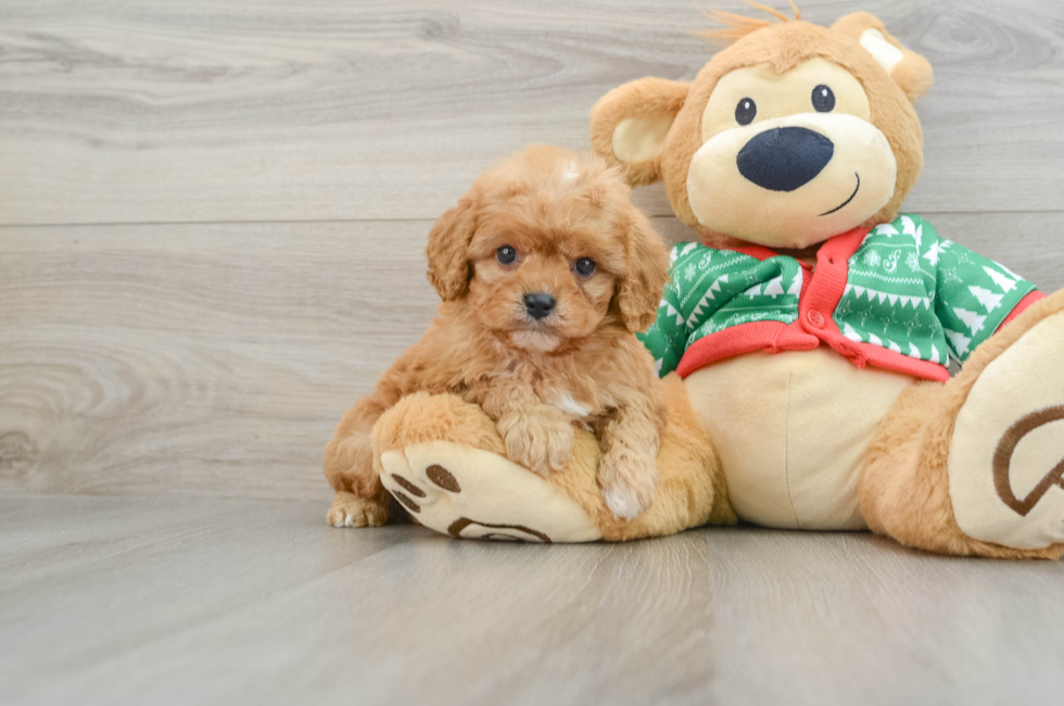 5 week old Cavapoo Puppy For Sale - Premier Pups