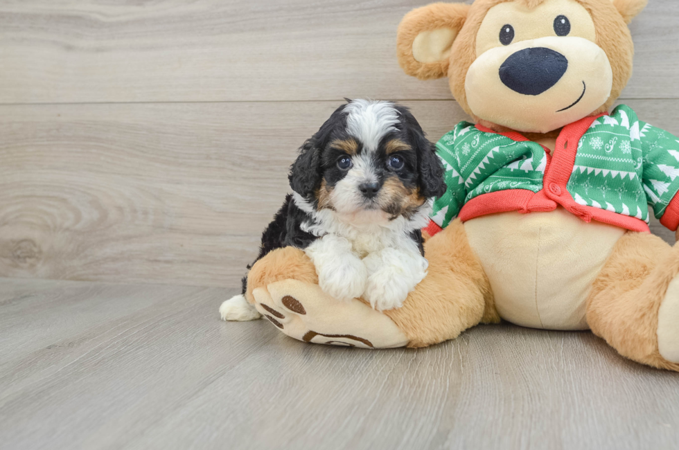 5 week old Cavapoo Puppy For Sale - Premier Pups