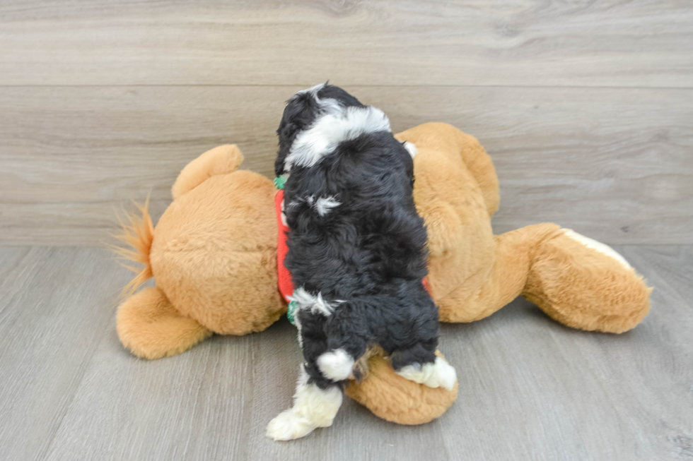 Cavapoo Pup Being Cute