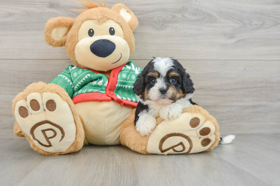 Smart Cavapoo Poodle Mix Pup