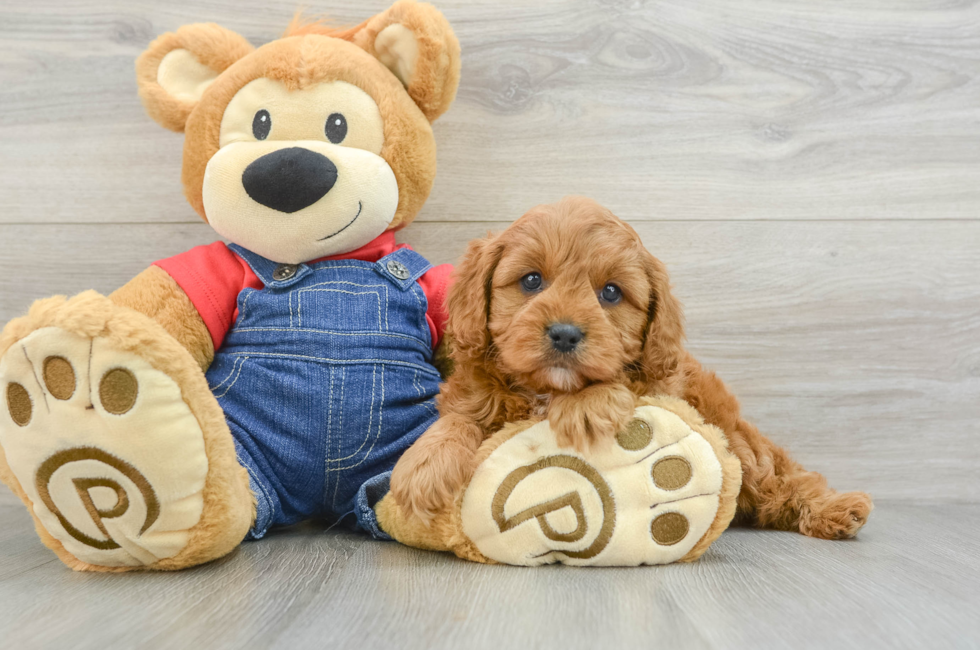 6 week old Cavapoo Puppy For Sale - Premier Pups