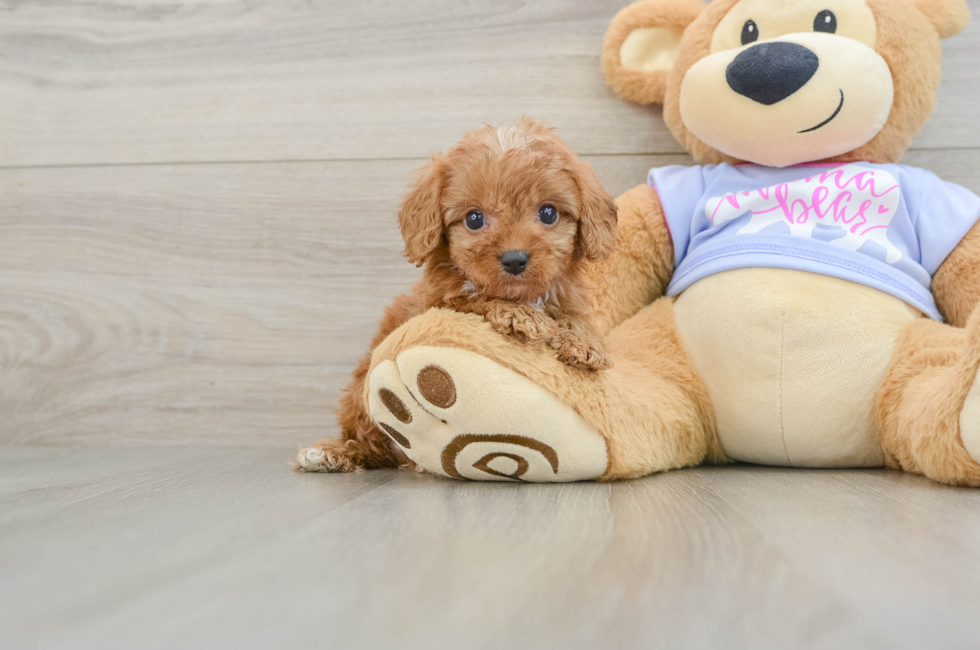 7 week old Cavapoo Puppy For Sale - Premier Pups