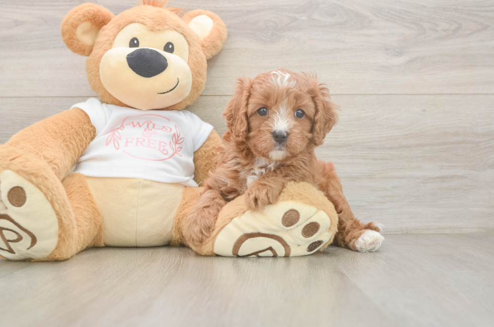 5 week old Cavapoo Puppy For Sale - Premier Pups