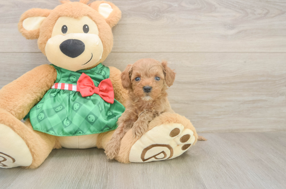 5 week old Cavapoo Puppy For Sale - Premier Pups