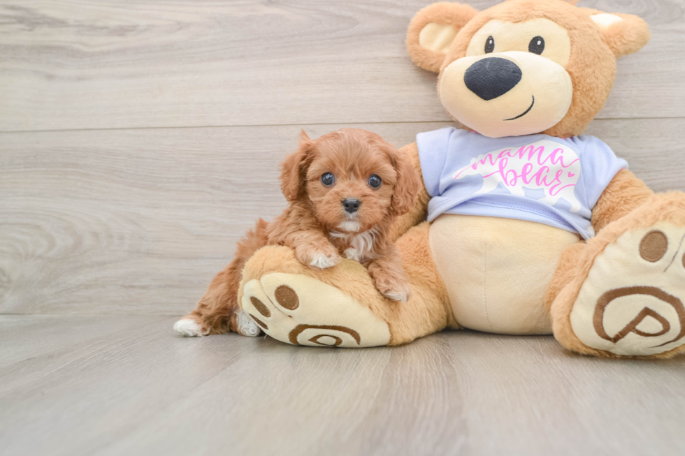 Cavapoo Puppy for Adoption