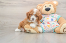 Cavapoo Puppy for Adoption