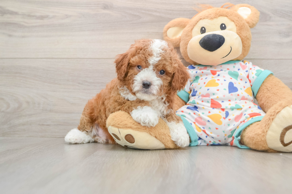 Cavapoo Puppy for Adoption