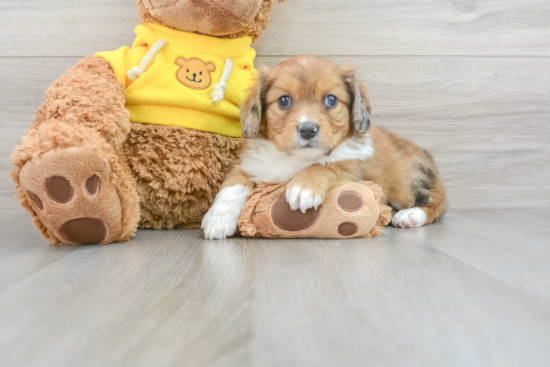 Best Cavapoo Baby